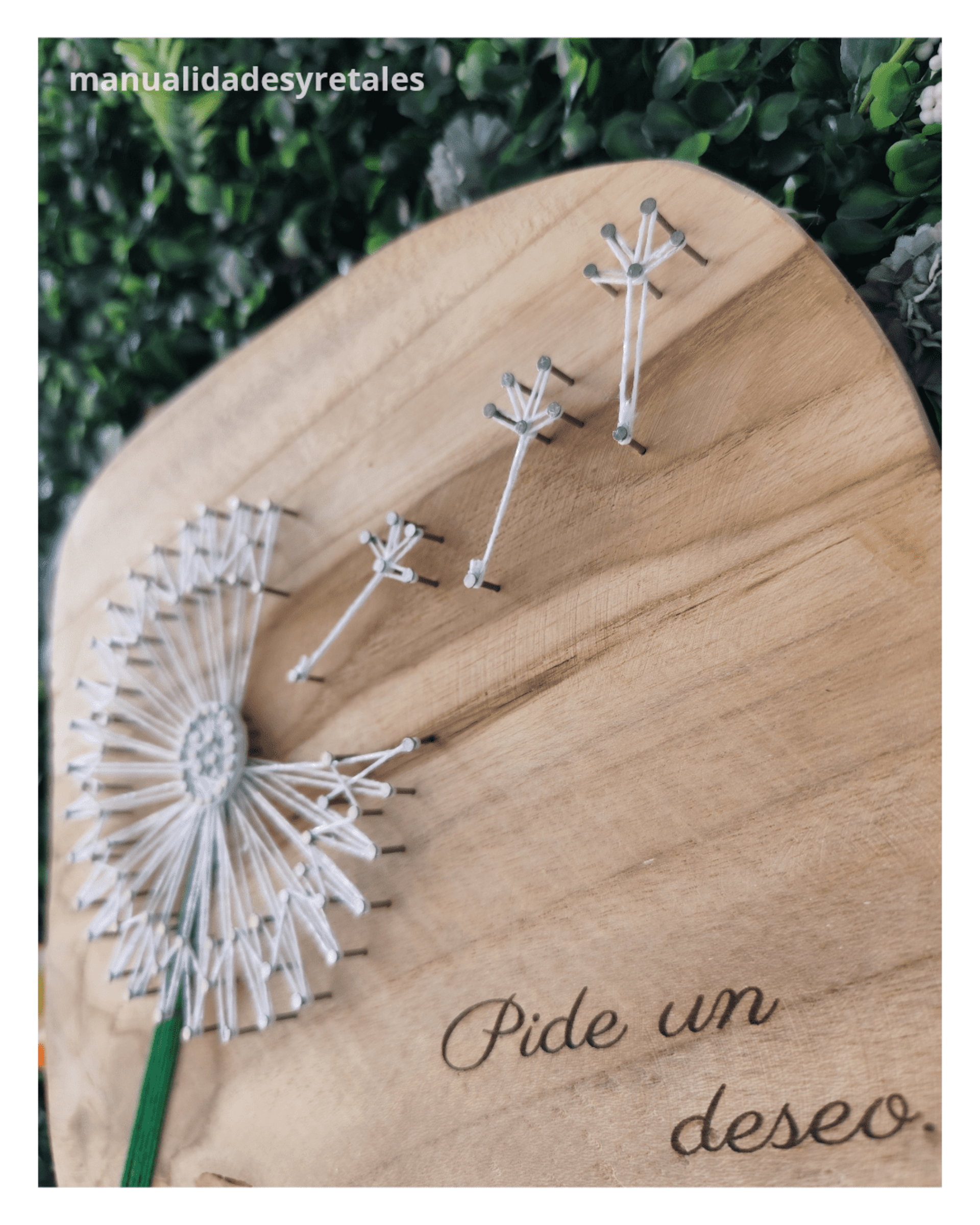 Diente de león sobre teca - 2